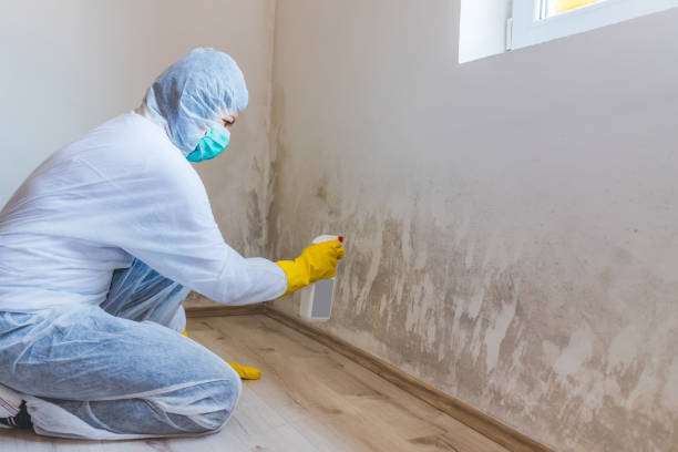 Licensed Attic Mold Removal service in Pentwater, MI - WQB Mold Removal