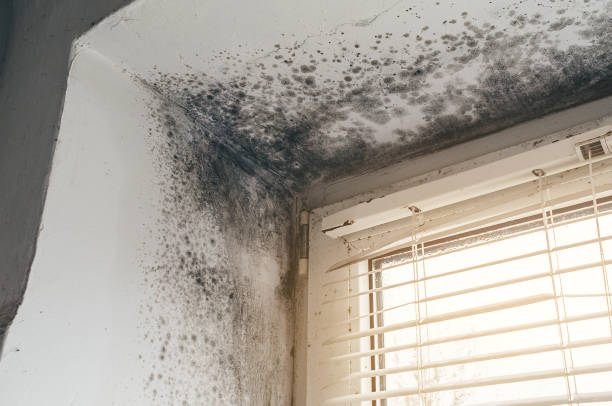 Affordable Attic Mold Removal solutions in Pentwater, MI