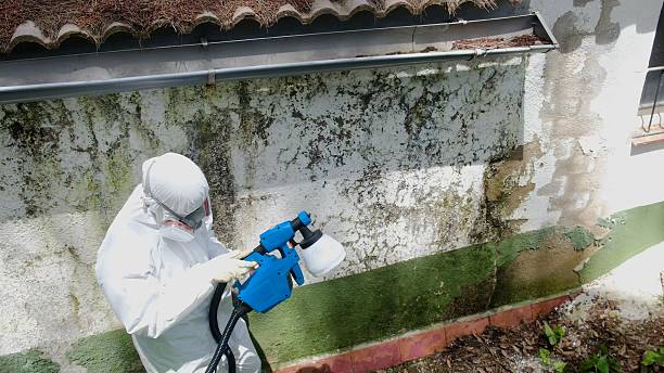 Top rated local Attic Mold Removal specialists in Pentwater, MI